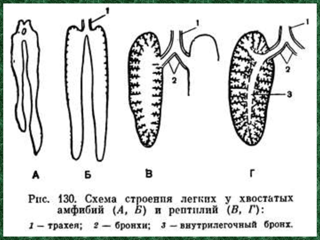 Дыхание рептилий и амфибий