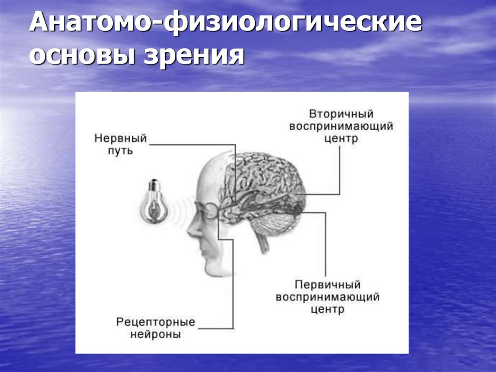 Физиологические основы речи. Анатомо физиологические основы памяти. Анатомо-физиологические механизмы речи. Схема речевого аппарата.