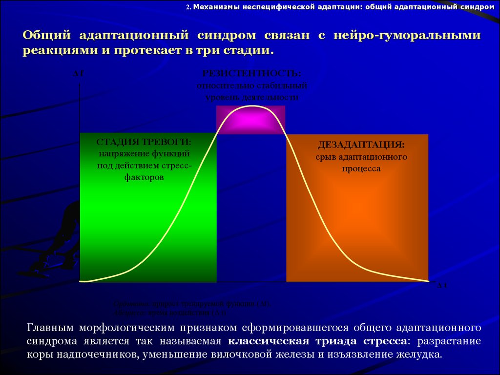 Адаптация к физическим нагрузкам. Стадии адаптации к физическим нагрузкам. Физиологические основы адаптации. Адаптация к физической нагрузке физиология. Механизмы адаптации к физическим нагрузкам.