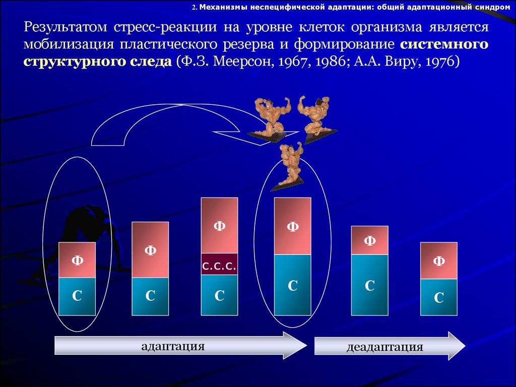 Адаптация мышечной системы к физическим нагрузкам презентация