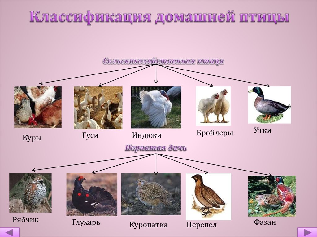 К домашним птицам относятся. Классификация птицы и дичи. Домашняя птица виды. Классификация домашней птицы. Классификация домашних птиц.