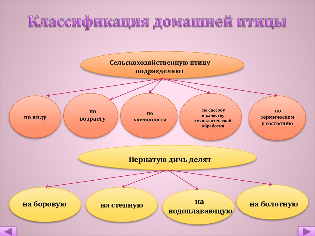 Схема классификации птиц