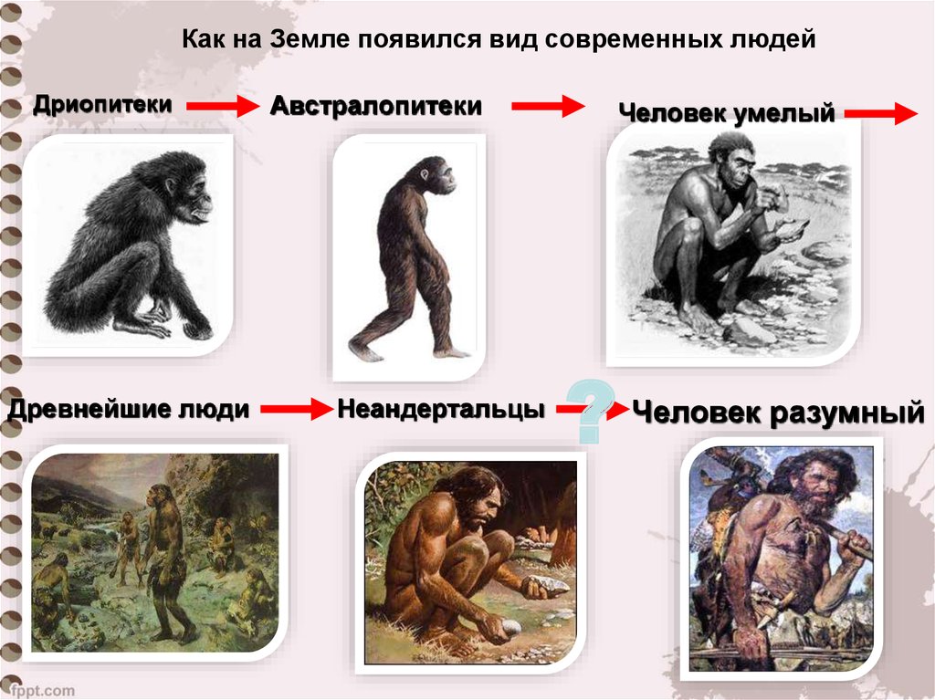 Предком современного человека является. Хомо сапиенс австралопитек Эволюция. Основные этапы эволюции человека дриопитек. Дриопитек австралопитек. Австралопитек неандерталец хомо сапиенс.