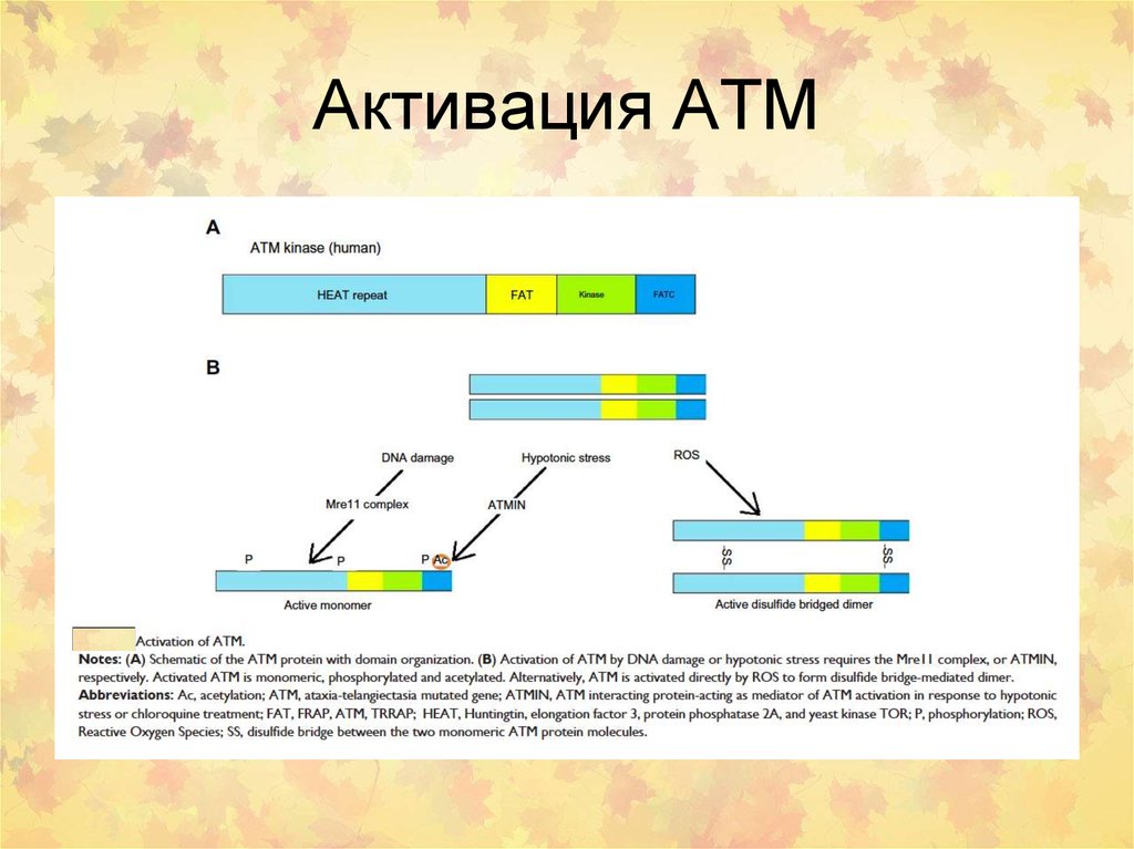 Атм это. Атм киназа. ATM (белок). Атм биология. Атм это ДНК.