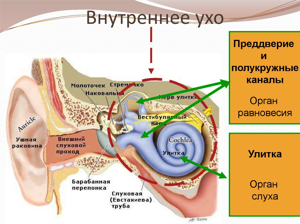 Функция улитки в ухе. Внутреннее ухо строение анатомия улитка. Улитка анатомия орган слуха. Строение внутреннего уха орган слуха. Строение внутреннего уха анатомия.
