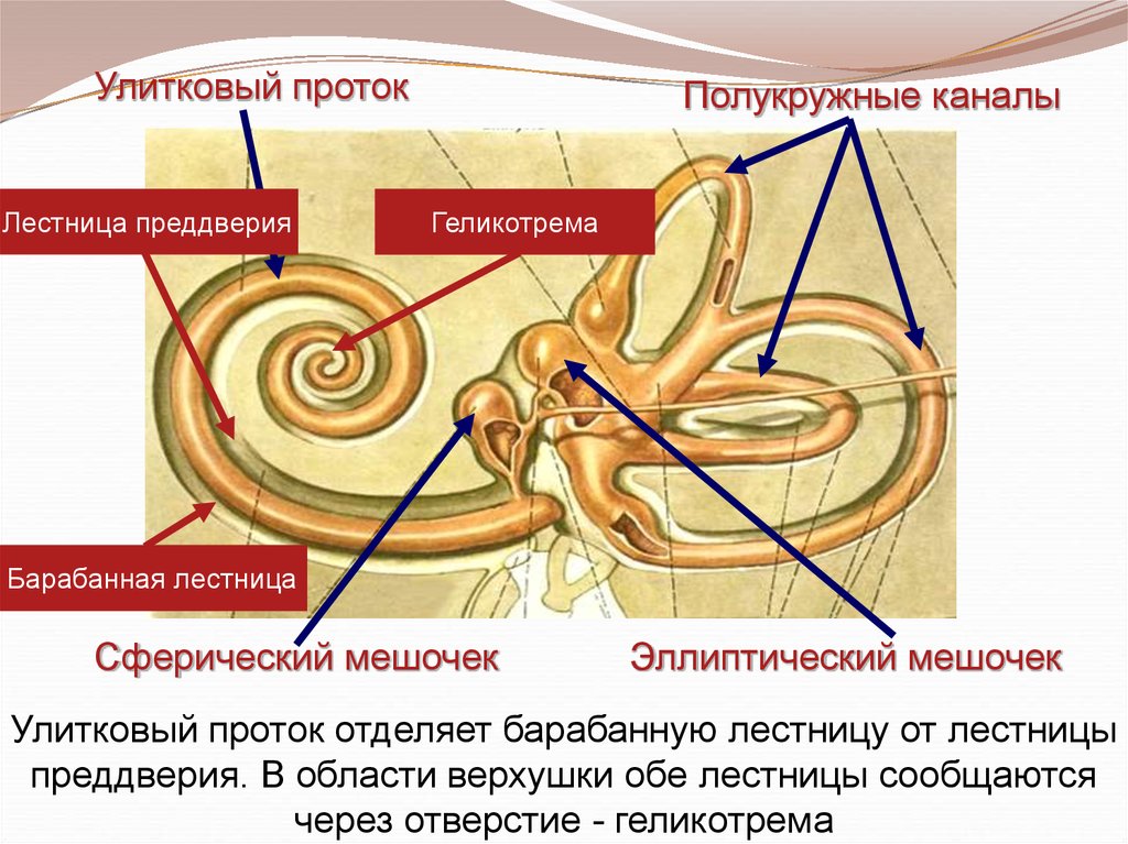 Три отдела внутреннего уха. Улитковый перепончатый Лабиринт гистология. Орган слуха улитка полукружные каналы. Строение внутреннего уха гистология. Стенки улиткового протока.