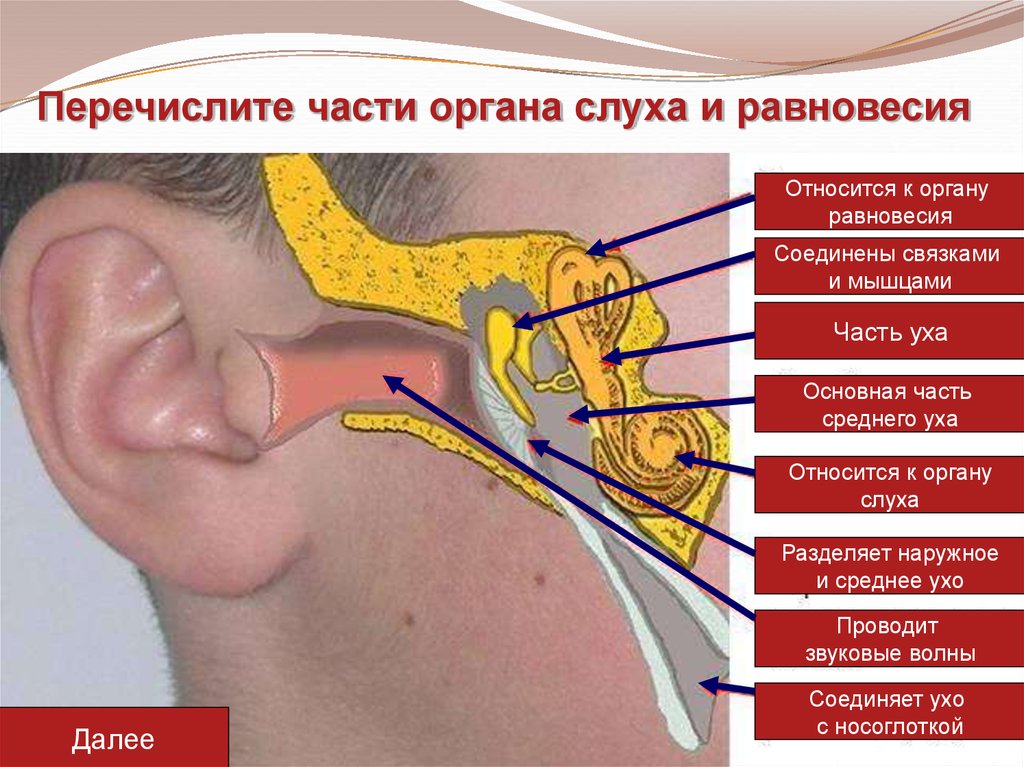 Презентация по органу слуха