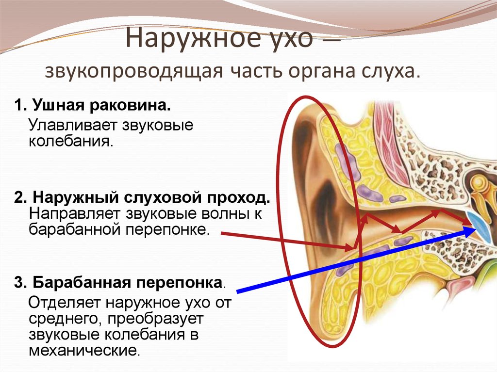 Чувствительный орган слуха. Строение наружного уха барабанная перепонка. Барабанная перепонка относится к какому отделу уха. Звукопроводящая часть слухового анализатора. Барабанная перепонка строение уха.