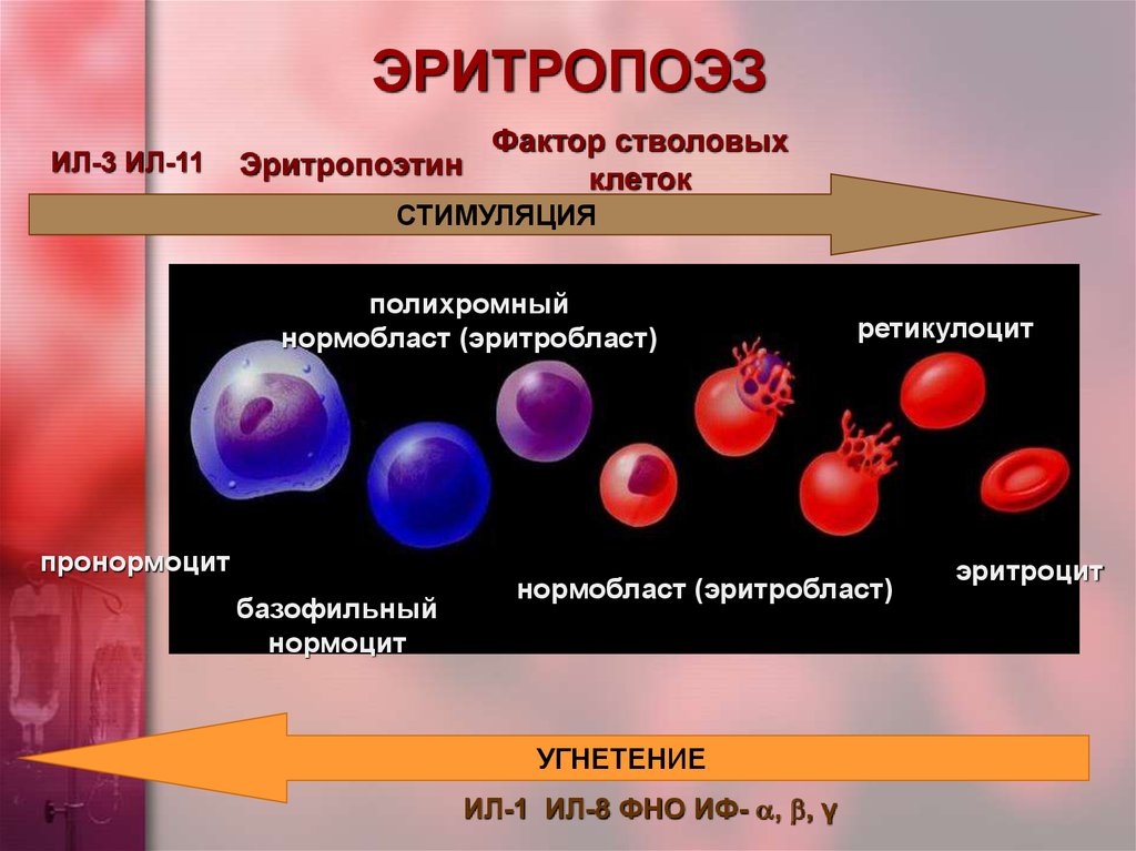 Синтез эритроцитов