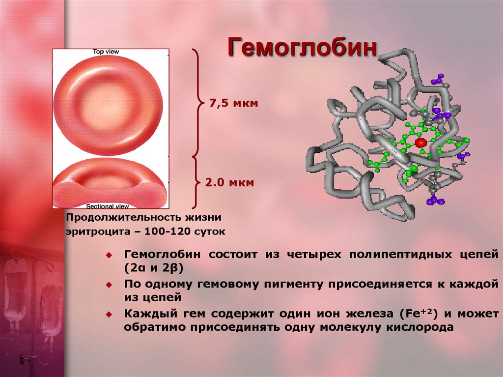 Что такое гемоглобин. Гемоглобин. Железо в гемоглобине. Роль железа в гемоглобине. Эритроциты. Роль гемоглобина..