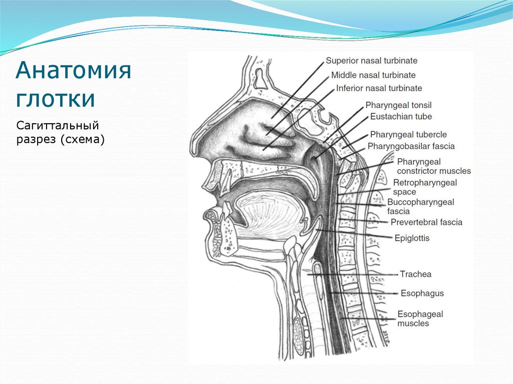 Глотка строение. Строение глотки вид сбоку. Глотка анатомия строение сбоку. Свод глотки анатомия латынь. Строение полости глотки.