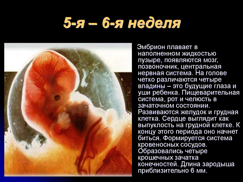 Срок плода 6 недель. Какого размера плод на 5-6 неделе беременности. Плод 5-6 недели беременности размер плода фото. Размер эмбриона на 6,6 неделе беременности. Беременность 7 недель выглядит эмбрион.