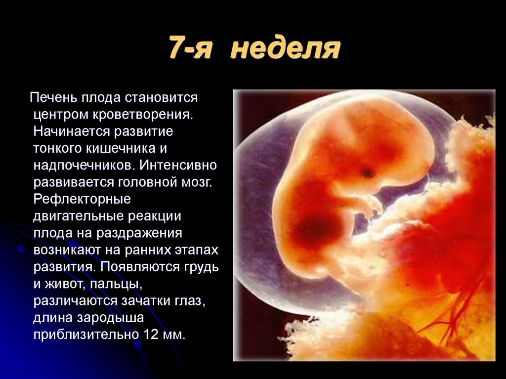 Токсикоз на 6 неделе. Эмбрион на 7 акушерской неделе. Эмбрион в 6-7 акушерских недель. Эмбрион 5 недель размер плода.