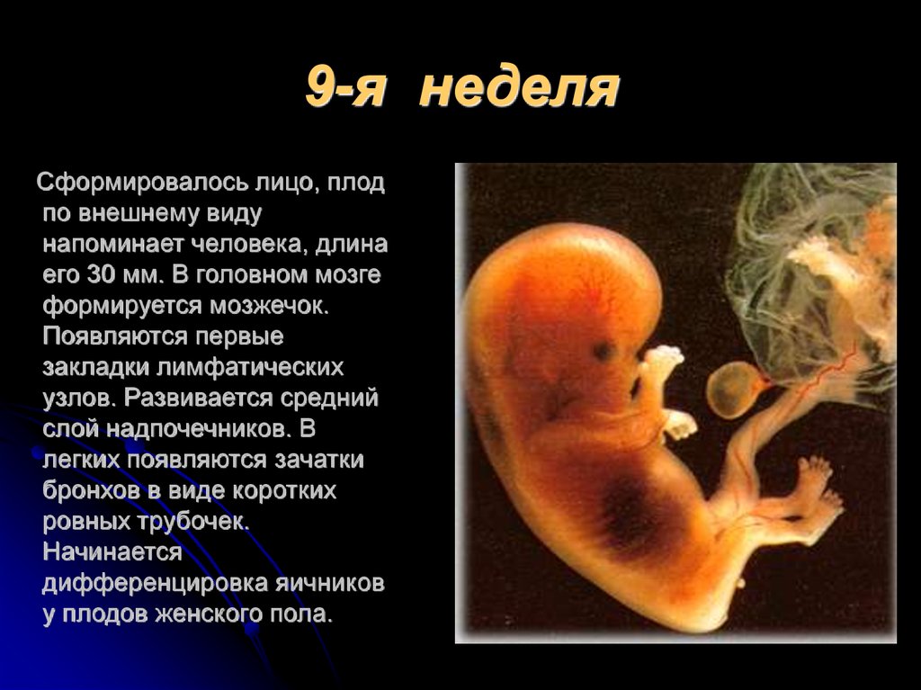 Конец 9 недели. Размер эмбриона на 9 неделе. Эмбрион 8-9 недель размер плода. Эмбриональный срок 8-9 недель беременности.