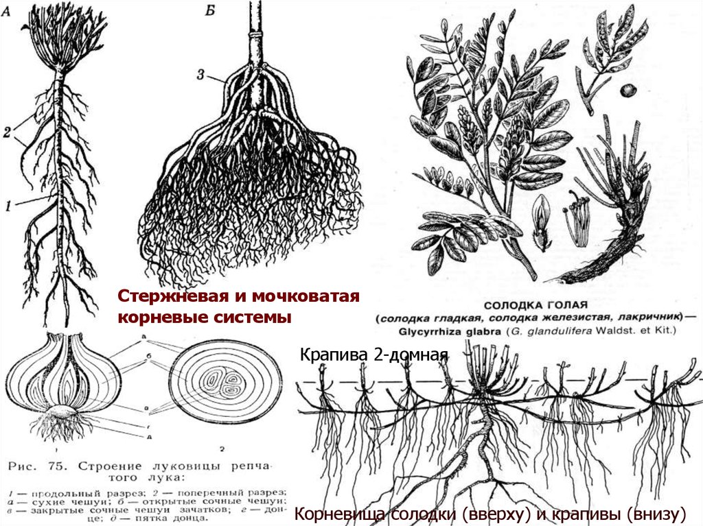 Корень крапивы описание. Строение корневища крапивы. Схема строения корневища. Тип корня у крапивы. Корневая система крапивы.