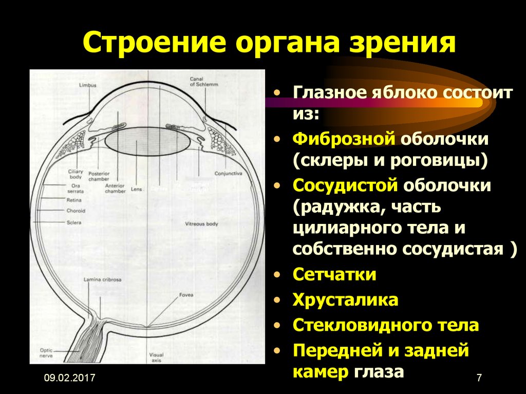 Орган зрения 8 класс презентация