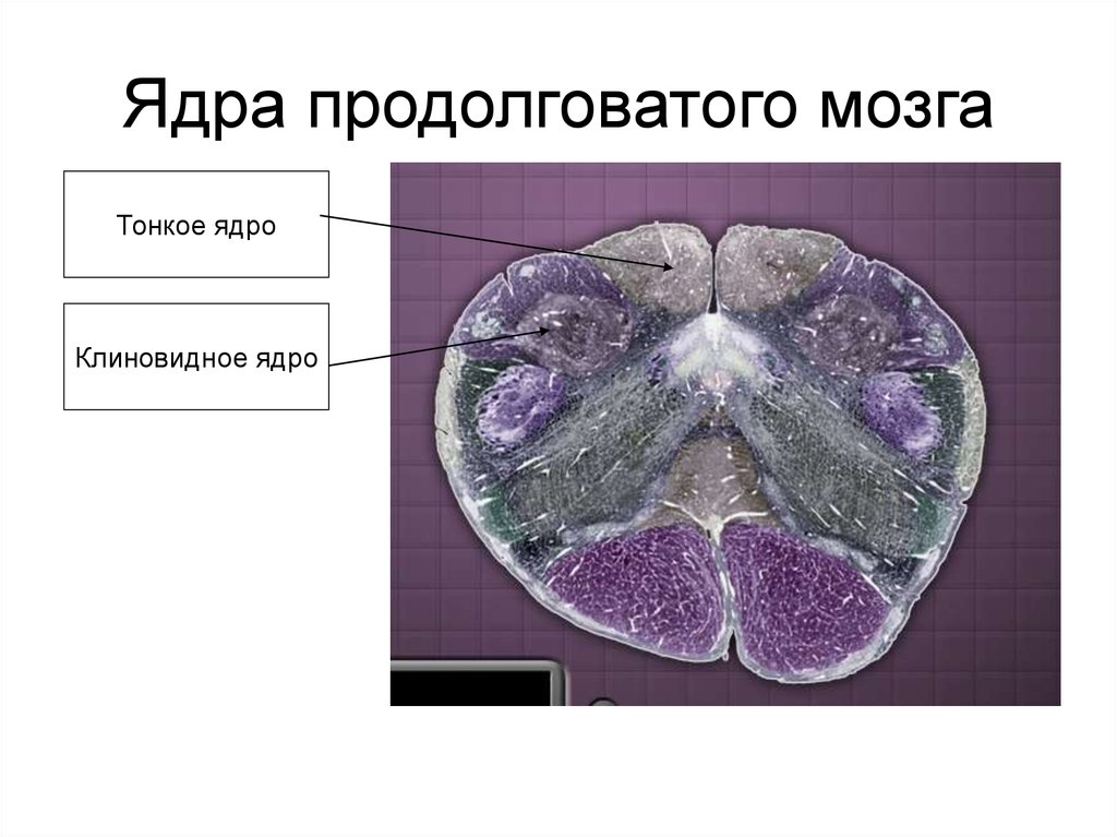 Ядра продолговатого мозга. Тонкое и клиновидное ядра продолговатого мозга. Продолговатый мозг ядпв. Клиновидное ядро.