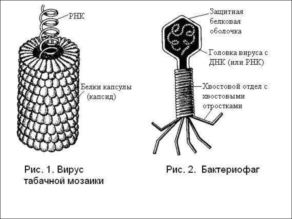 У вирусов есть клеточное строение