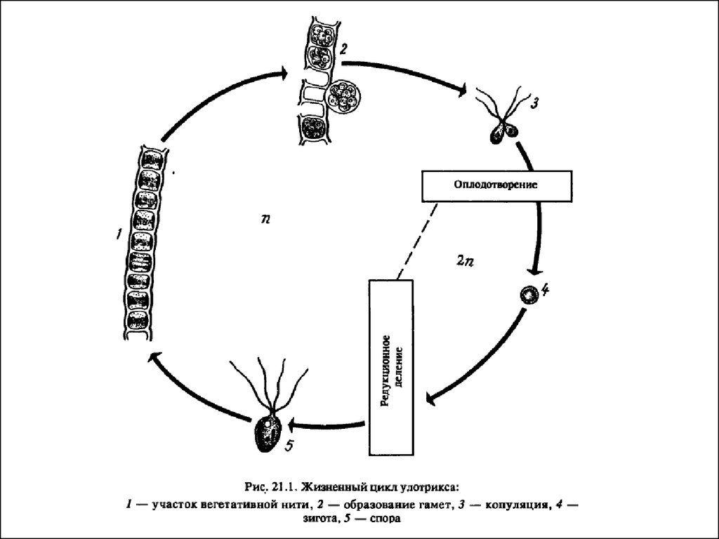 Стадии жизненного цикла зеленых водорослей. Жизненный цикл зеленой водоросли улотрикса. Жизненный цикл водорослей улотрикса. Жизненный цикл зеленых водорослей улотрикс. Улотрикс цикл развития.
