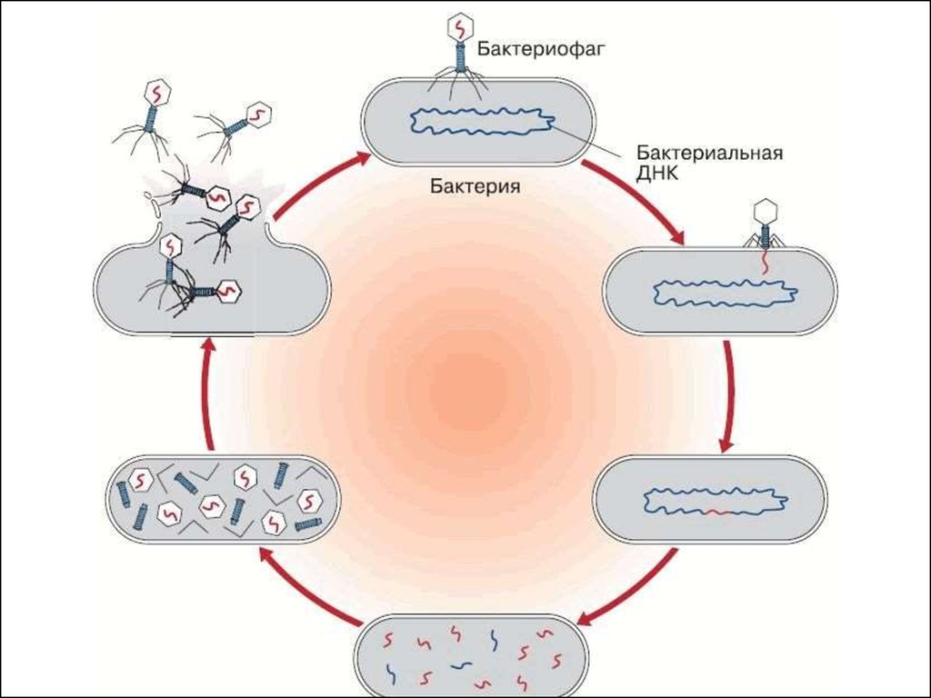 Цикл бактерии. Схема развития бактериофага. Схема взаимодействия бактериофага с клеткой. Схема цикла размножения бактериофага. Схема развития вируса бактериофага.