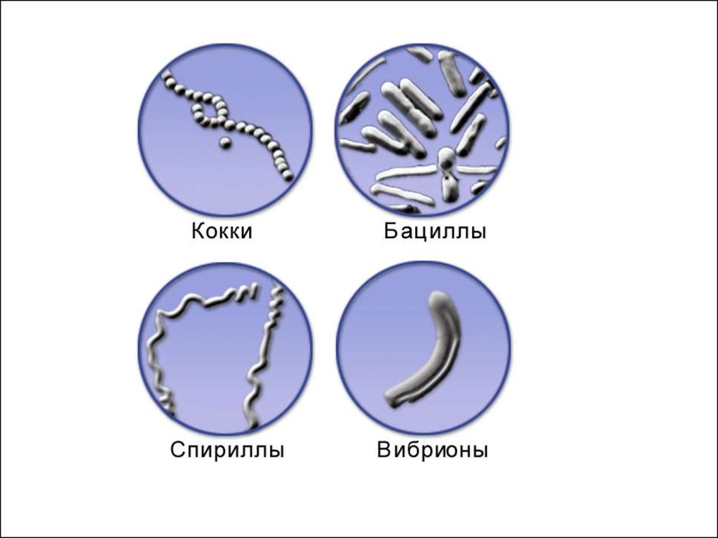 Бактерии изогнутой формы носят название. Формы бактерий кокки бациллы спириллы вибрионы. Форма бактерии бациллы вибрионы. Формы бактерий кокки бациллы. Формы бактериальных клеток спириллы.