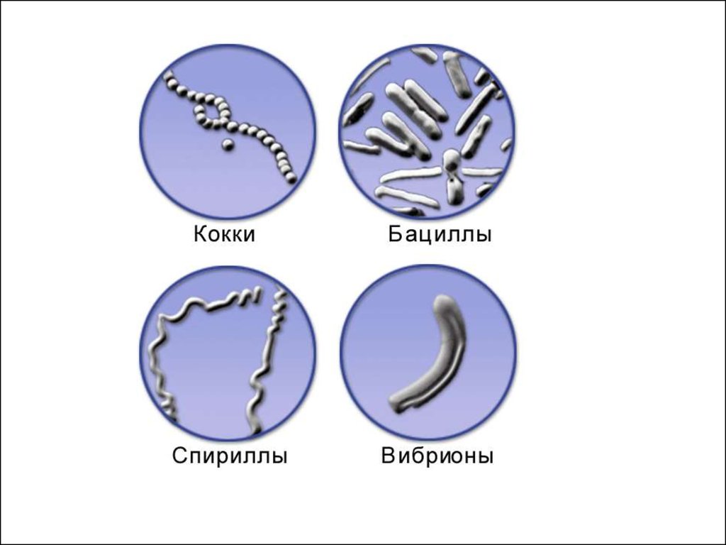 Назовите формы бактериальных клеток. Формы бактерий кокки бациллы спириллы вибрионы. Форма бактерии бациллы вибрионы. Формы бактерий кокки бациллы. Формы бактериальных клеток спириллы.