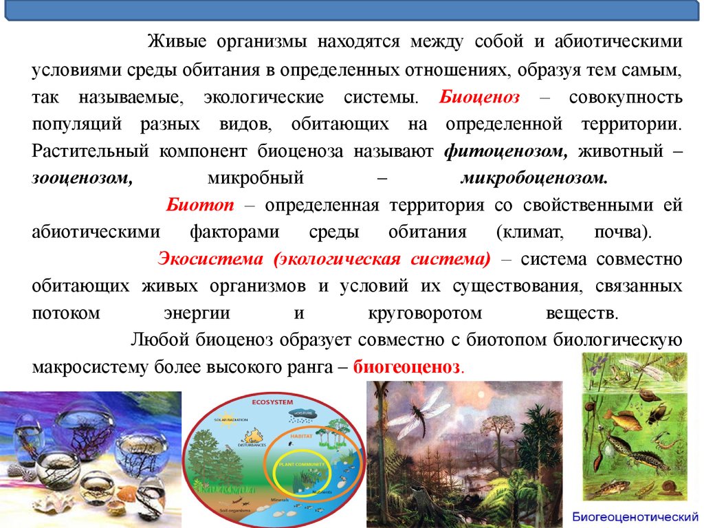 Совокупность всех живых организмов. Экологические сообщества. Сообщество живых организмов. Экология сообществ и экосистем. Сообщество это в экологии.