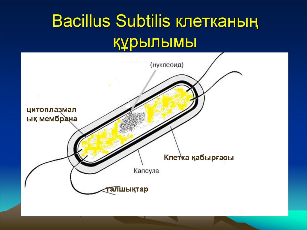 Bacillus Subtilis клетканың құрылымы