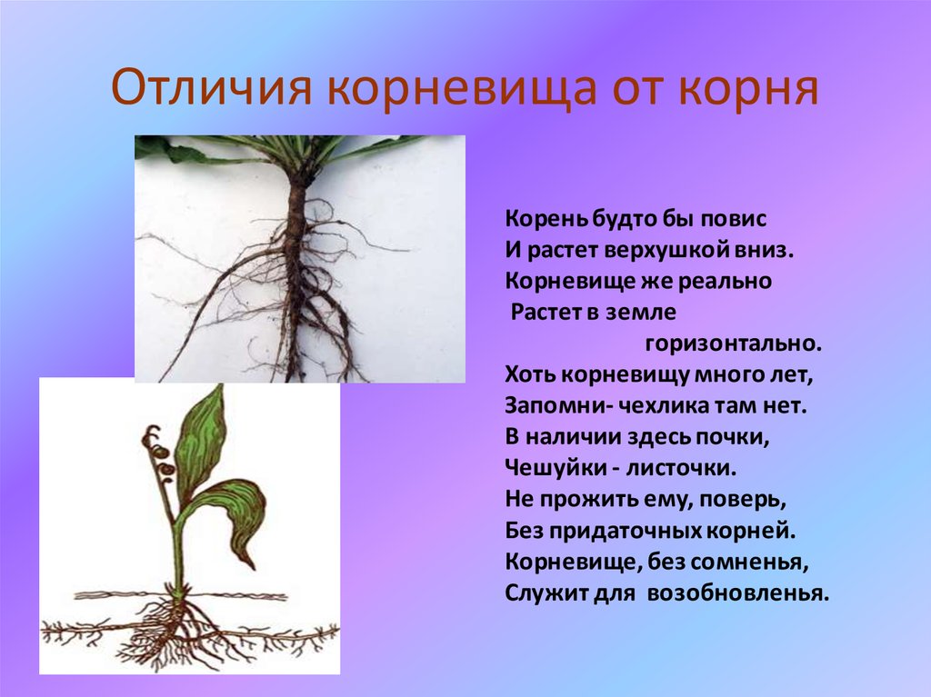 Растения образующие корневища. Корень побега корневище. Строение побега корневища. Корнеплоды, корень,побег. Отличие корневища от корня.
