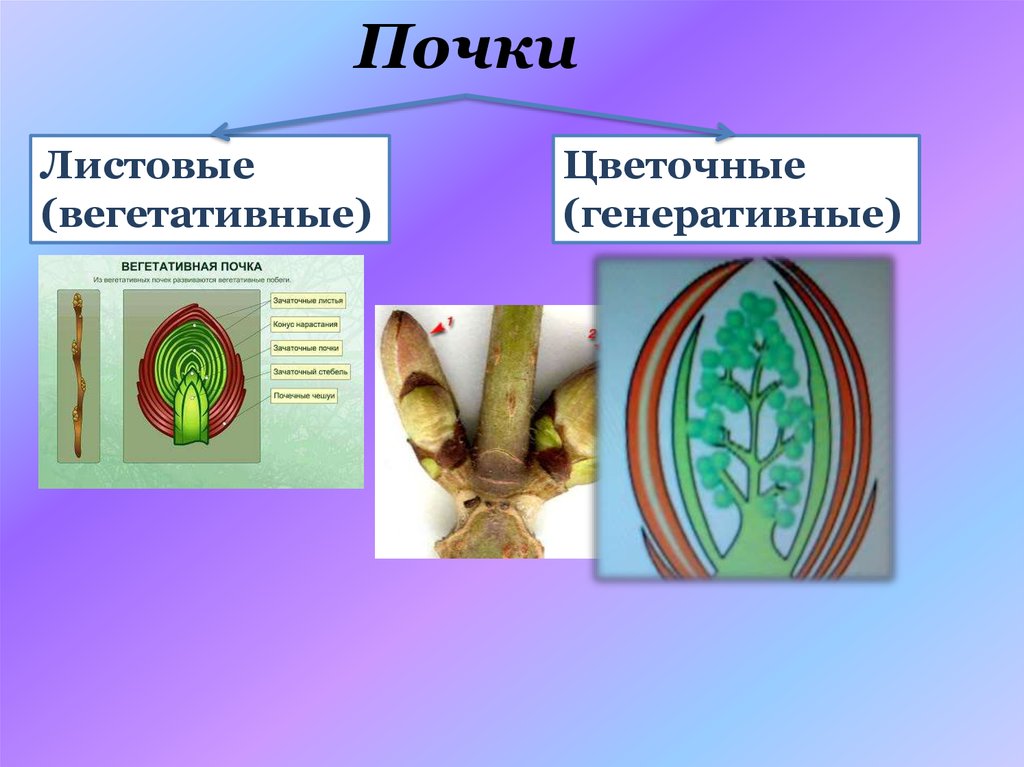 Побег и почки презентация 6 класс пасечник