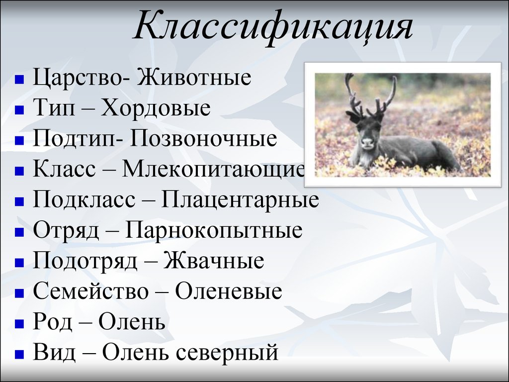 Классификация животных отряд
