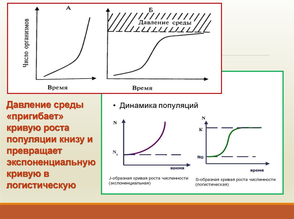 Давление среды. S образная кривая роста популяции. Экспоненциальная модель роста численности популяции. J образная кривая роста популяции. Экспоненциальный рост численности популяции.