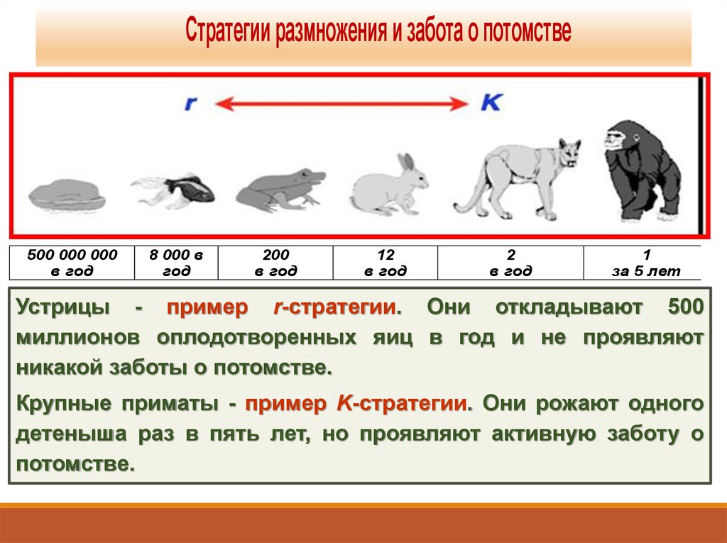 Сколько дает потомства. Стратегии размножения. Животные к стратегии примеры. Стратегия размножения животных. R И K стратегии популяции.