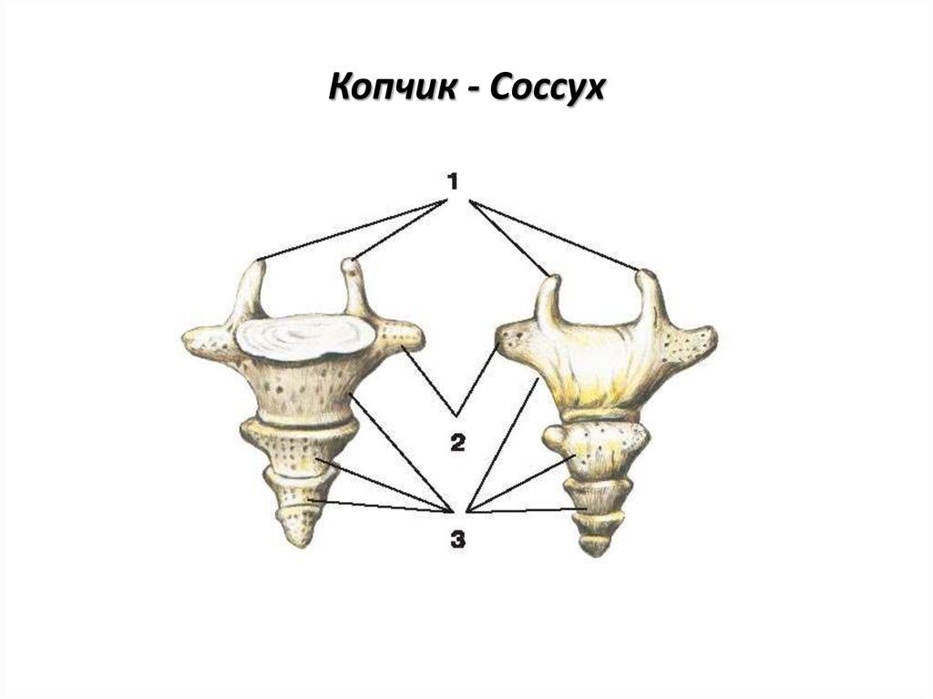 Копчик крестец на рисунке