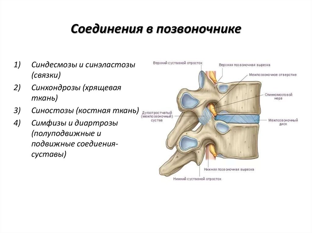 Связки костей. Строение межпозвонкового сустава. Соединение позвонков вид сбоку. Вид соединения костей в позвоночном столбе. Межпозвонковый сустав строение.