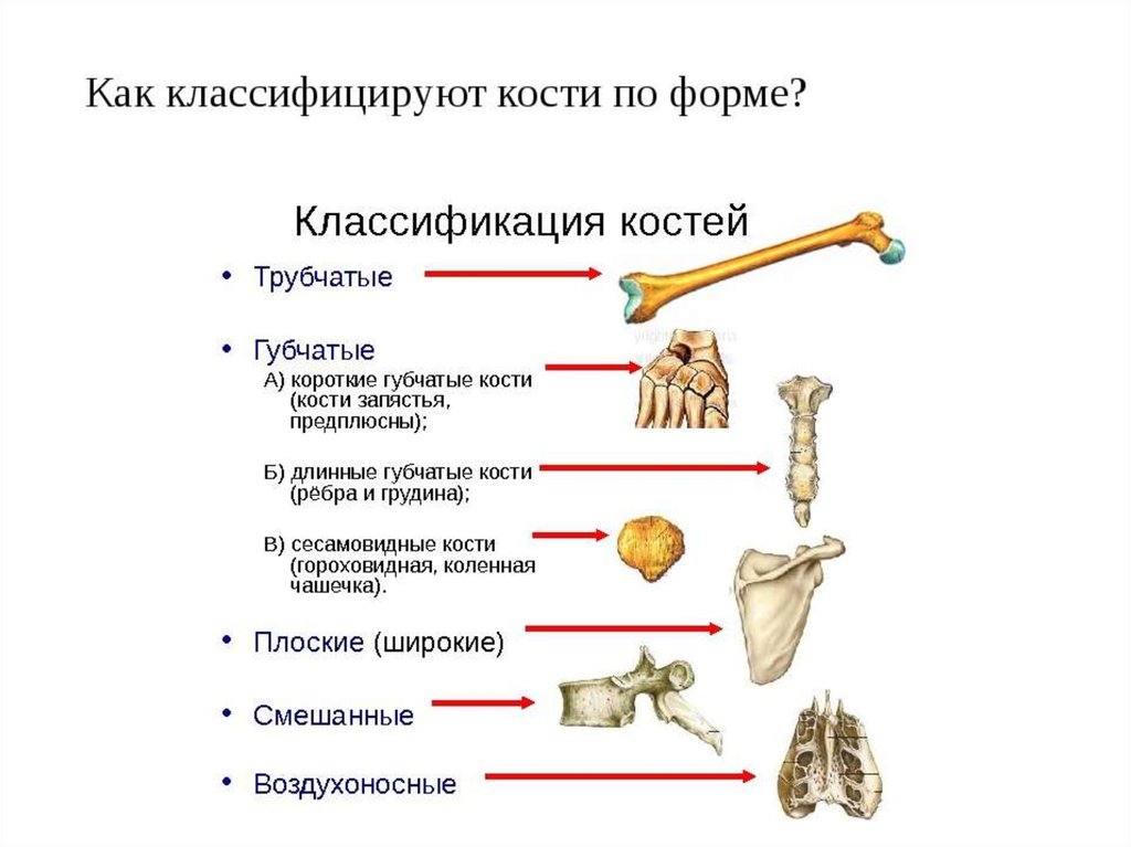 Анатомия и физиология опорно двигательного аппарата презентация