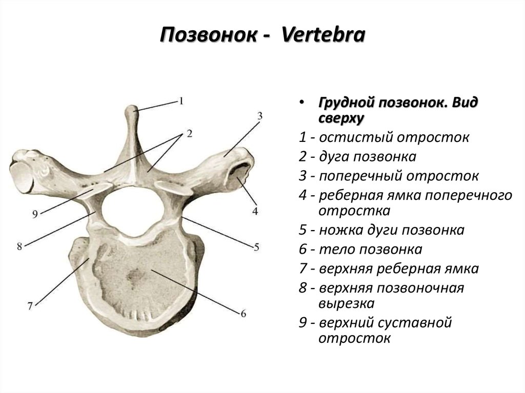 Типичная кость. Строение грудного позвонка вид сбоку. Грудной позвонок строение позвонка. 1 Грудной позвонок строение анатомия. Грудной позвонок отросток строение.