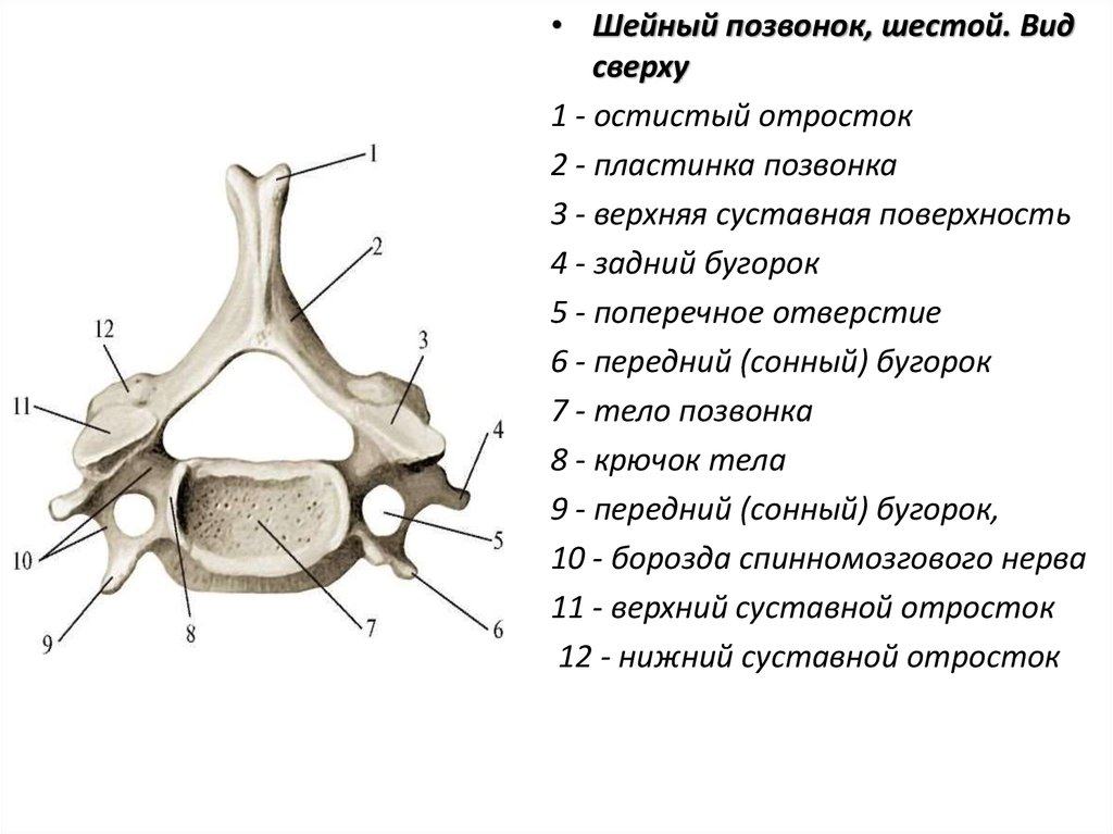 Остистые отростки позвоночника фото