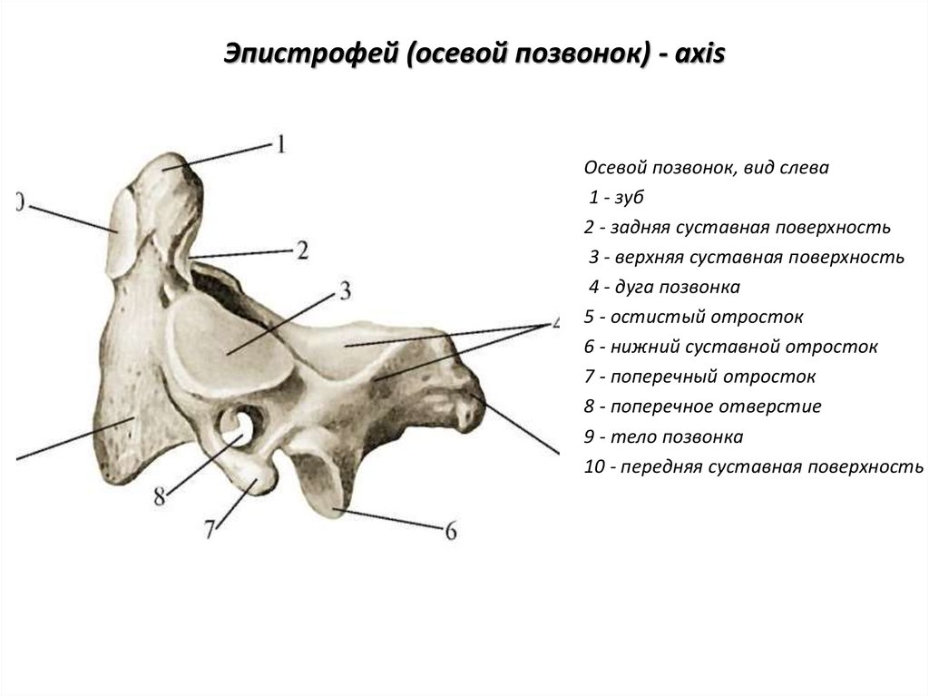 Нижний суставной отросток. Аксис 2 шейный позвонок. Второй шейный позвонок строение. Второй шейный позвонок осевой строение. Второй шейный позвонок вид сбоку.