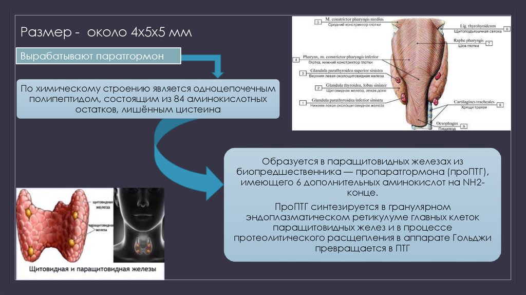 Гиперфункция паращитовидной железы. Болезни паращитовидной железы симптомы. УЗИ паращитовидных желез. Паращитовидные железы на УЗИ. УЗИ щитовидной и паращитовидной железы.