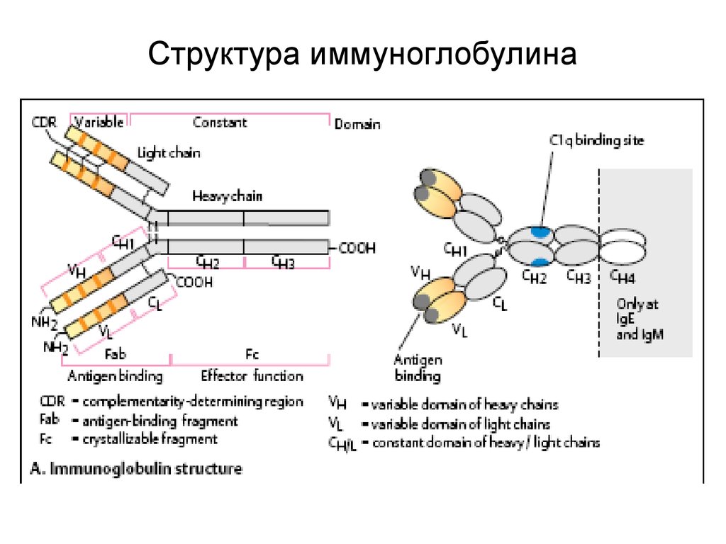 Вэб иммуноглобулины. Схема молекулы иммуноглобулина g микробиология. Структура иммуноглобулинов иммунология. Строение иммуноглобулина микробиология. Строение иммуноглобулина g иммунология.
