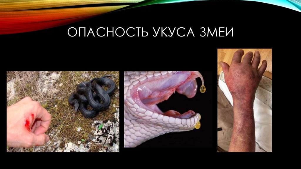 Змеи - презентация онлайн