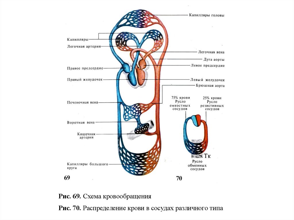 Система кровообращения рисунок