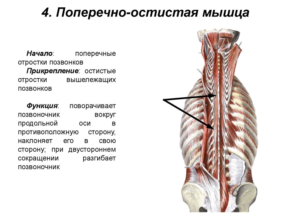 Глубокая поясница. Поперечные мышцы спины прикрепление. Остистая мышца спины функции. Поперечная остистая мышца спины. Поперечно остистая мышца начало и прикрепление.