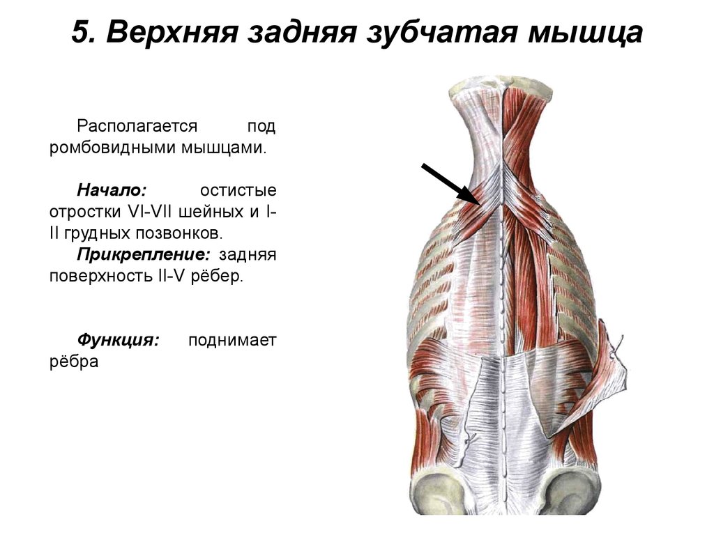 Диффузные мышцы. Нижняя задняя зубчатая мышца функции. Верхняя задняя зубчатая мышца функции и прикрепление. Нижняя задняя зубчатая мышца прикрепляется к. Нижняя задняя зубчатая мышца начало прикрепление функции.
