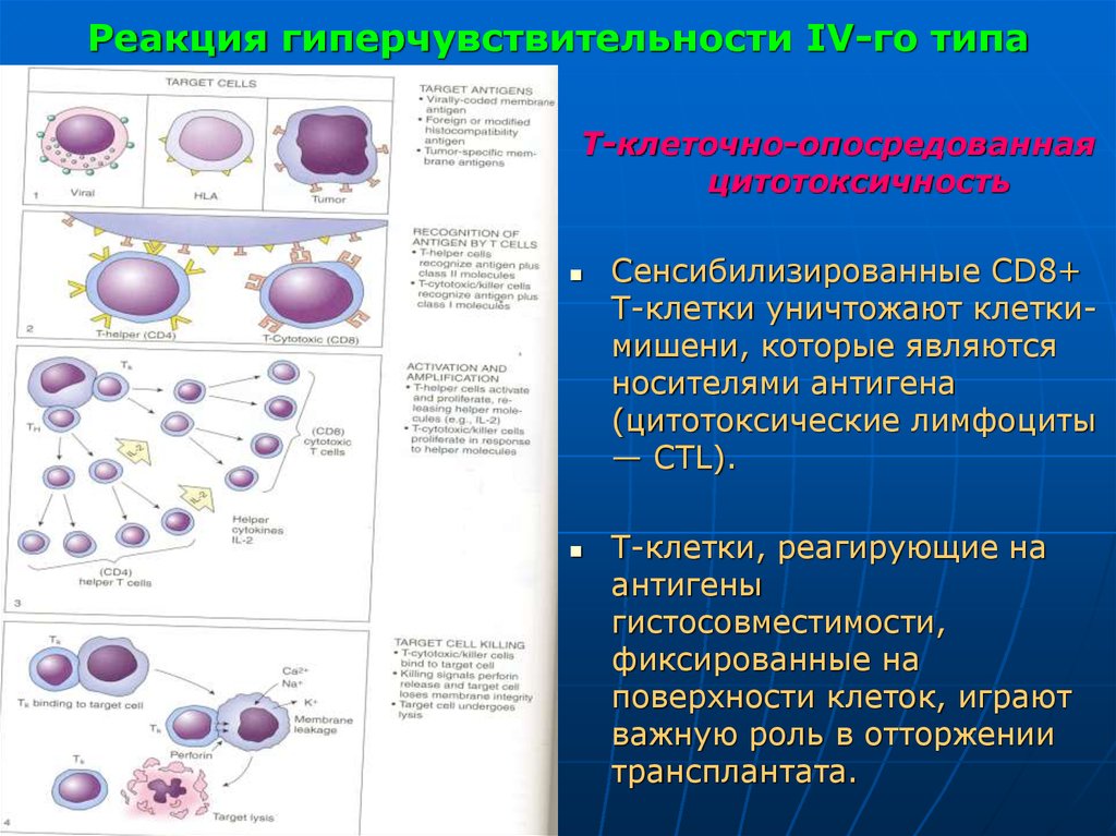 Аллергические реакции тесты с ответами