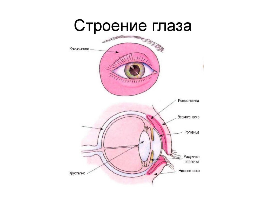 Строение век человека. Строение глаза мешок глаза конъюнктивальный. Строение глаза слизистая оболочка. Строение глаза конъюнктива. Конъюнктива глазного яблока анатомия.
