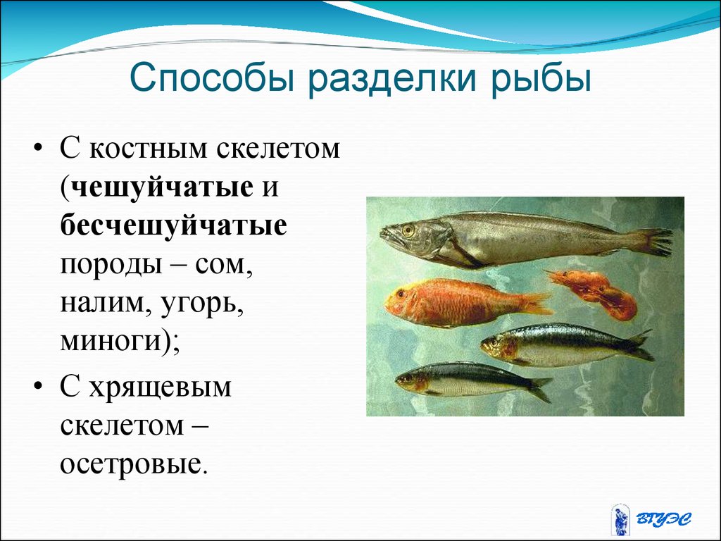 Метод рыба. Способы разделки рыбы с костным скелетом. Механическая обработка рыбы с хрящевым скелетом. Перечень операций разделки рыбы с костным скелетом. Способы потрошения рыбы.