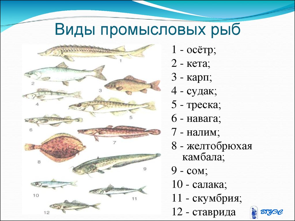 Типы рыб названия. Семейств важнейших промысловых рыб. Семейства промысловых рыб таблица. Морская рыба названия. Промысловые рыбы России.
