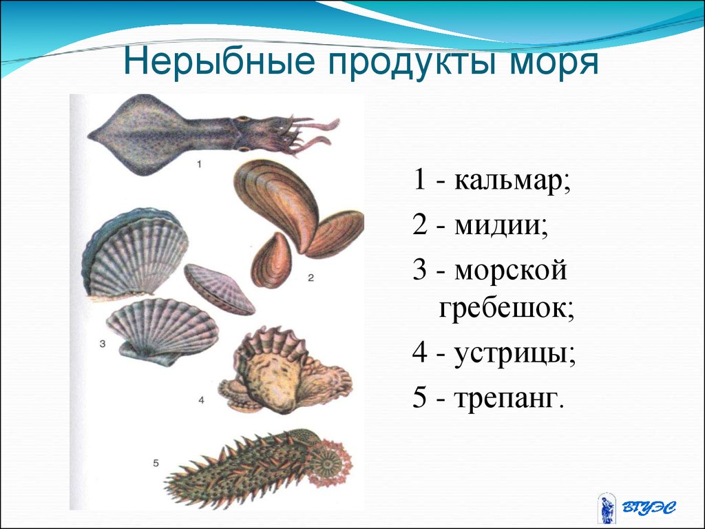 Нерыбные продукты моря картинки